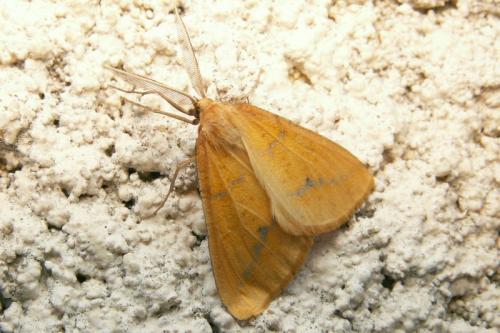 Aspitates ochrearia