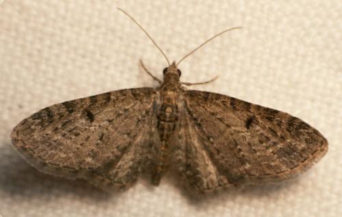 Réf. 41 990 : Eupithecia subfuscata