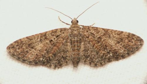 Eupithecia cocciferata