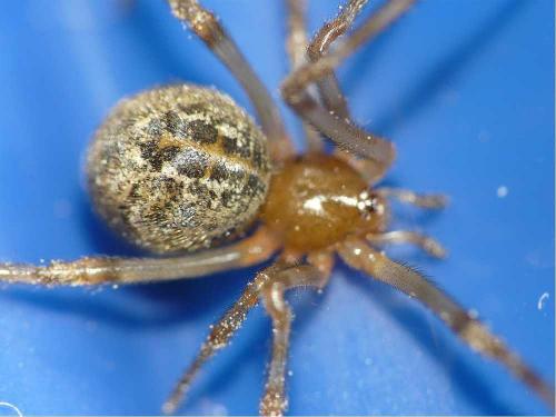 Réf. 41 523 : Parasteatoda tepidariorum