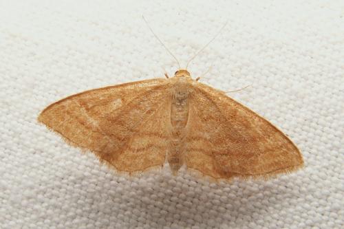 Réf. 41 761 : Idaea ochrata