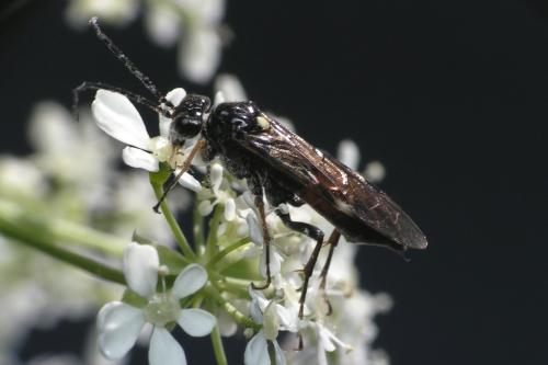 Tenthredopsis sp.