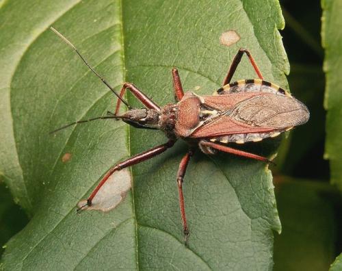 Réf. 41 748 : Rhynocoris erythropus