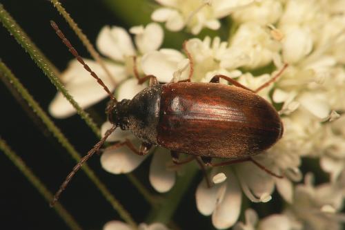 Réf. 41 087 : Isomira sp.
