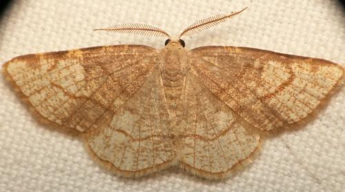 Stegania trimaculata