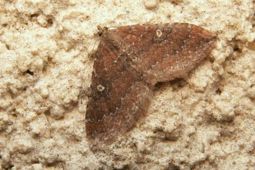 Réf. 41 399 : Nycterosea obstipata