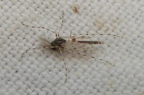 Ablabesmyia sp.