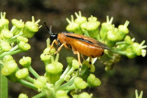 Arge ochropus
