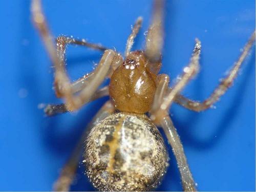 Réf. 41 524 : Parasteatoda tepidariorum