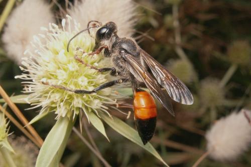 Sphex funerarius