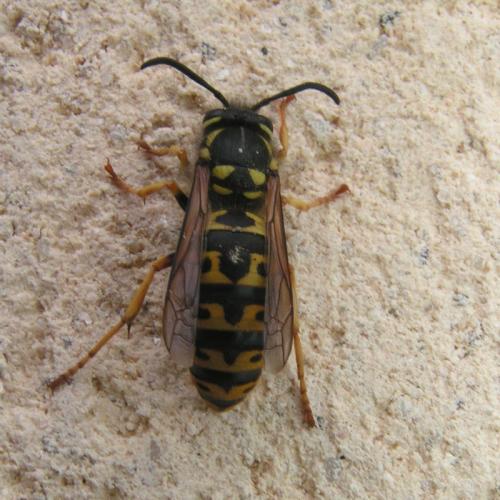 Vespula germanica