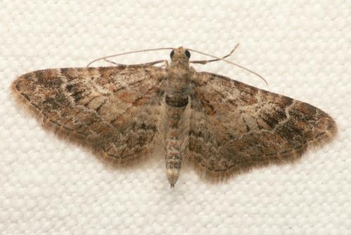 Réf. 41 779 : Gymnoscelis rufifasciata