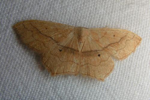 Réf. 41 750 : Scopula imitaria