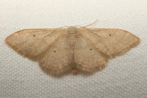 Réf. 41 870 : Idaea straminata