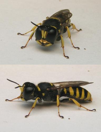 Réf. 41 869 : Ectemnius cavifrons