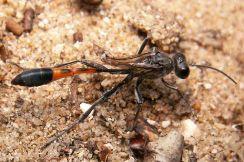 Ammophila sabulosa