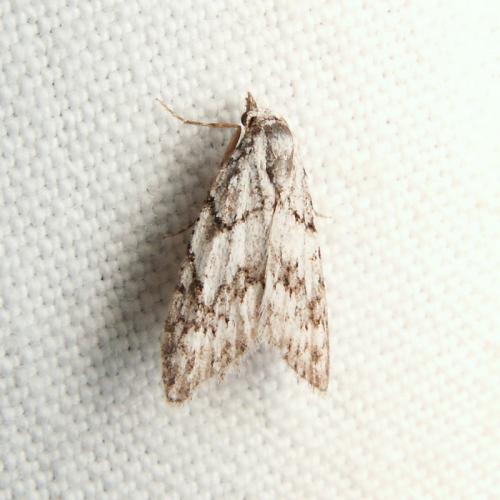 Réf. 41 743 : Nola cicatricalis