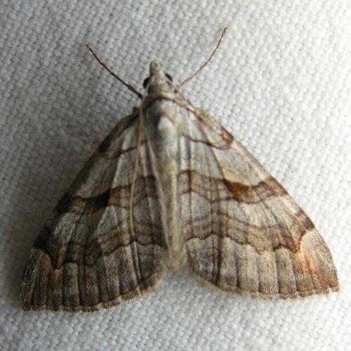 Réf. 41 348 : Aplocera plagiata