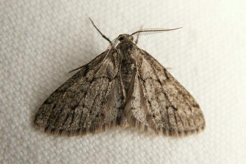 Tephronia sepiaria