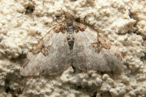 Xanthorhoe fluctuata