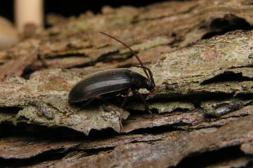 Hymenalia rufipes