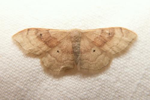Idaea degeneraria