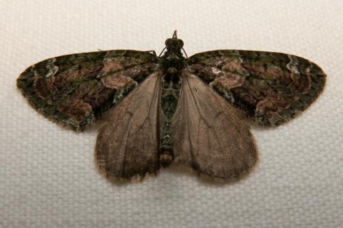 Réf. 41 753 : Chloroclysta siterata