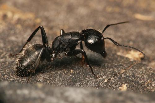 Réf. 41 829 : Camponotus vagus