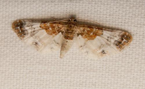 Eupithecia breviculata