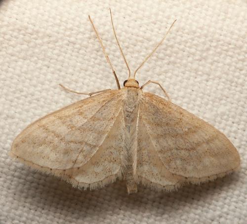 Réf. 41 892 : Idaea macilentaria