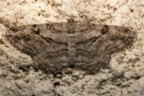 Réf. 41 896 : Peribatodes rhomboidaria