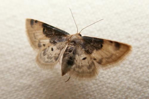 Réf. 41 893 : Idaea filicata