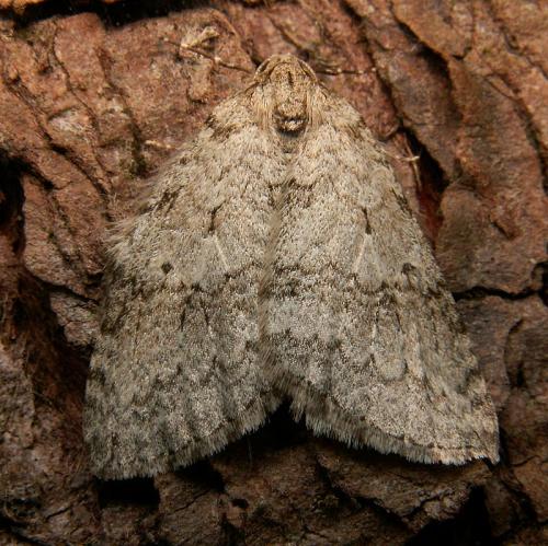 Epirrita sp.