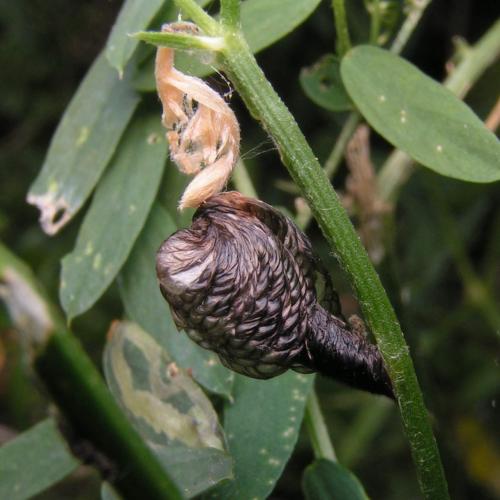 Coleophora cracella