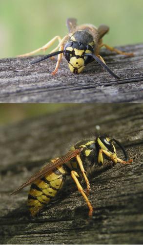 Réf. 41 739 : Vespula germanica