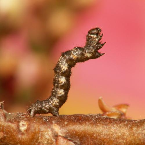 Phigalia pilosaria
