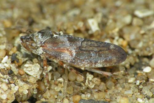 Réf. 41 751 : Aphrophora corticea