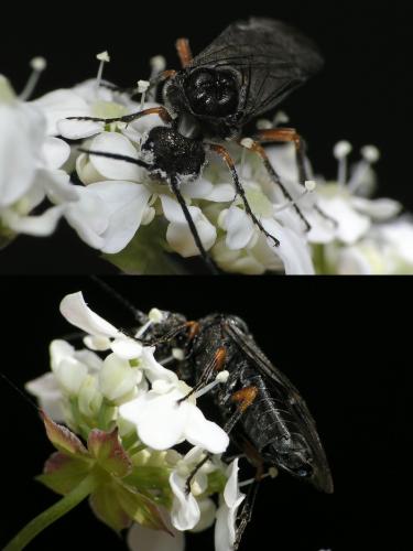 Réf. 41 916 : Dolerus (gonager-puncticollis)
