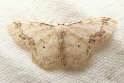 Idaea trigeminata