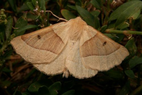 Réf. 41 758 : Crocallis elinguaria