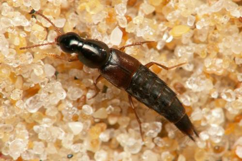 Réf. 41 135 : Quedius sp.