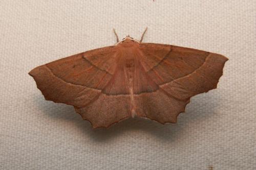 Campaea honoraria