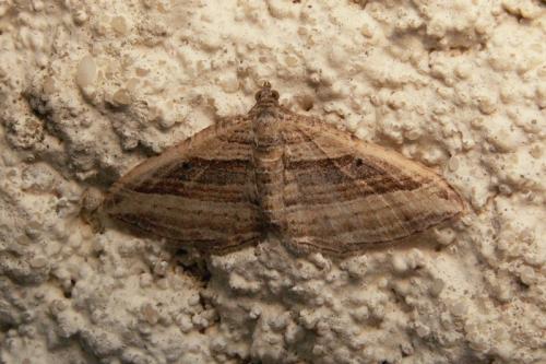 Réf. 41 773 : Costaconvexa polygrammata