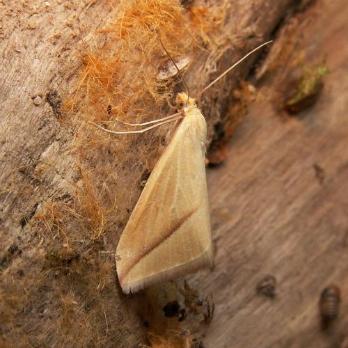 Rhodometra sacraria