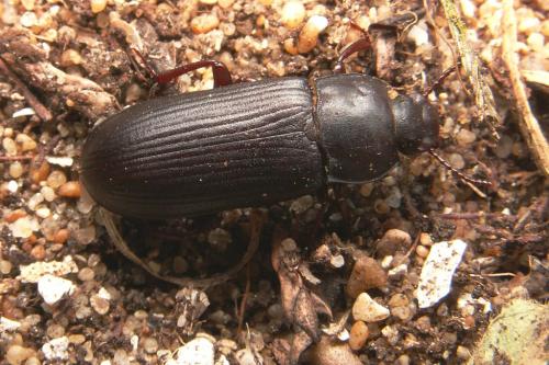 Tenebrio molitor