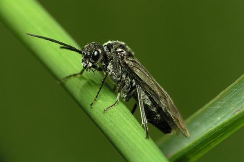 Réf. 41 915 : Dolerus sp.