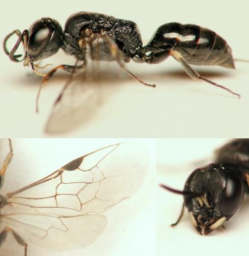Réf. 41 864 : Passaloecus sp.