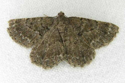 Selidosema taeniolaria