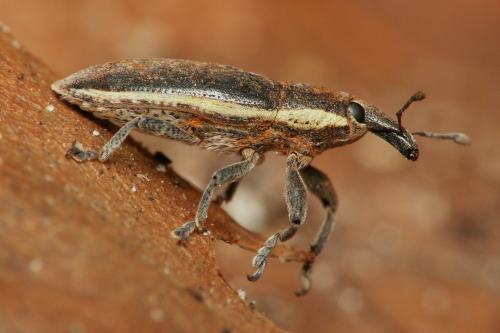 Réf. 41 422 : Lixus ochraceus