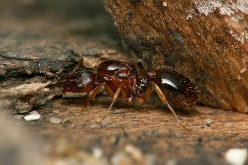Aphaenogaster subterranea